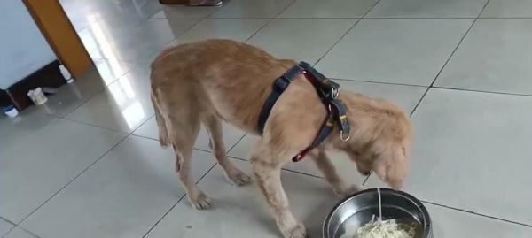 狗狗运动后多久可以吃饭？（正确的饮食时间对狗狗健康至关重要！）