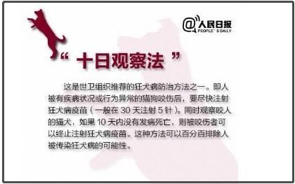 宠物咬伤急救与预防攻略