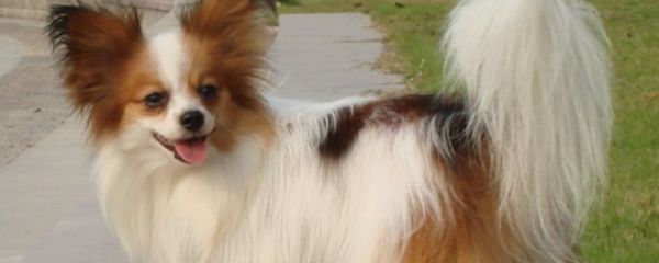 什么狗可以咬死藏獒