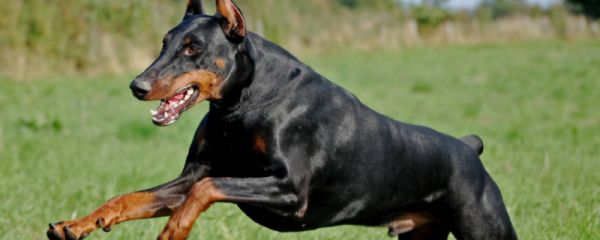 金毛犬和拉布拉多哪个好