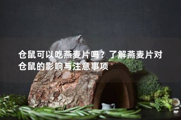 仓鼠可以吃燕麦片吗？了解燕麦片对仓鼠的影响与注意事项