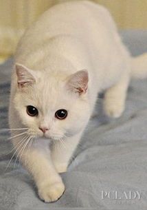 宠物猫的保险怎么弄的啊