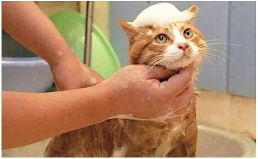 上海猫咪美容培训学校