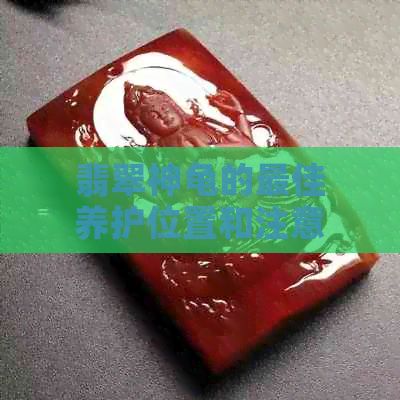 翡翠神龟的更佳养护位置和注意事项，让你的宠物更健康快乐！
