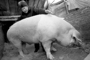 主人身高约1.7米，两臂伸直才是猪身长的一半多 本组图片 记者 施忠威 摄
