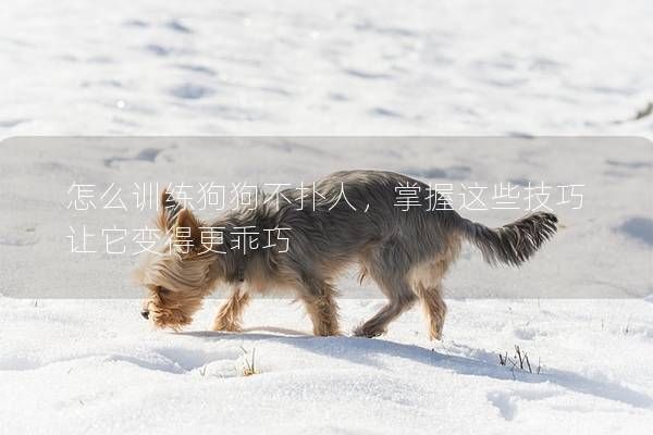 怎么训练狗狗不扑人，掌握这些技巧让它变得更乖巧