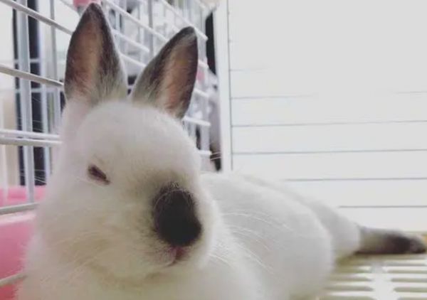 今日科普：喜马拉雅兔怎么养？