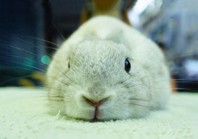 今日科普：香槟兔的特征
