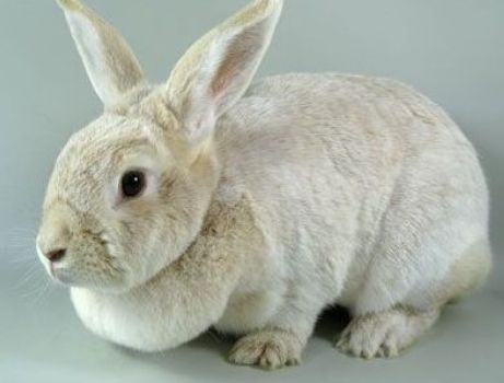 今日科普：香槟兔的特征