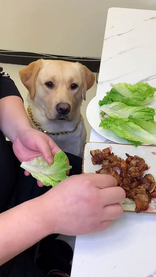 狗狗能吃生菜吗?需谨慎喂食。