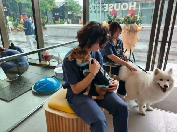 上海“狗爷”的健身日记：撸铁、水疗、普拉提…… 全国首家狗狗健身房亮相徐汇西岸