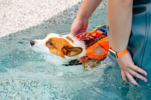 上海“狗爷”的健身日记：撸铁、水疗、普拉提…… 全国首家狗狗健身房亮相徐汇西岸