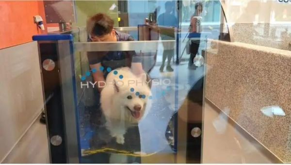 上海“狗爷”的健身日记：撸铁、水疗、普拉提…… 全国首家狗狗健身房亮相徐汇西岸
