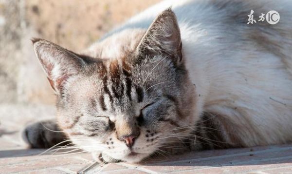 如何正确的给猫咪驱虫
