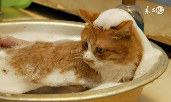 如何正确的给猫咪驱虫