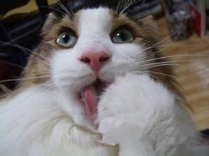 猫咪误舔驱虫药,立即就医,遵医嘱处理。