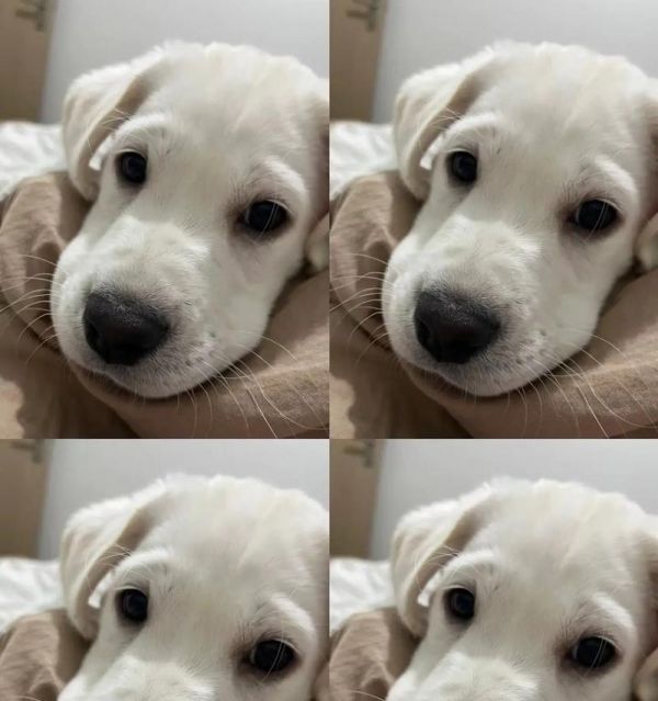 拉布拉多体内驱虫有副作用吗？怎么处理可能出现的副作用？