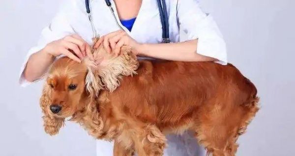 为什么要给宠物狗狗驱虫？（狗狗驱虫的必要性、驱虫的好处、选用合适的驱虫药物）