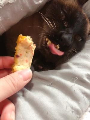 宠物小骨头饼干的做法 步骤11