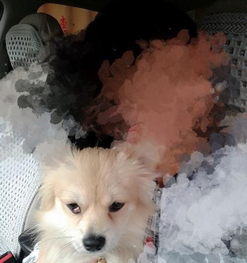 博美和蝴蝶犬——两种小型犬的比较（探究宠物犬的性格、外貌和护理需求）
