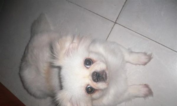 博美和蝴蝶犬——两种小型犬的比较（探究宠物犬的性格、外貌和护理需求）