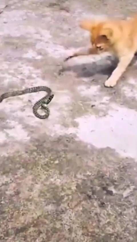 宠物猫放生宠物蛇引发邻里恐慌