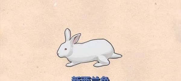 新西兰兔的饲养方法（从兔舍环境到饲料选择，全面了解新西兰兔的养殖技巧）