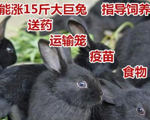 新西兰兔的饲养方法（从兔舍环境到饲料选择，全面了解新西兰兔的养殖技巧）