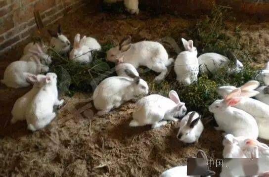 如何既养兔营养均衡又节省成本?