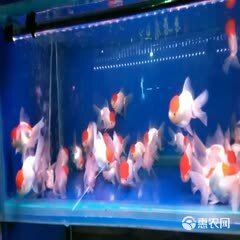 鹤顶红金鱼 观赏鱼