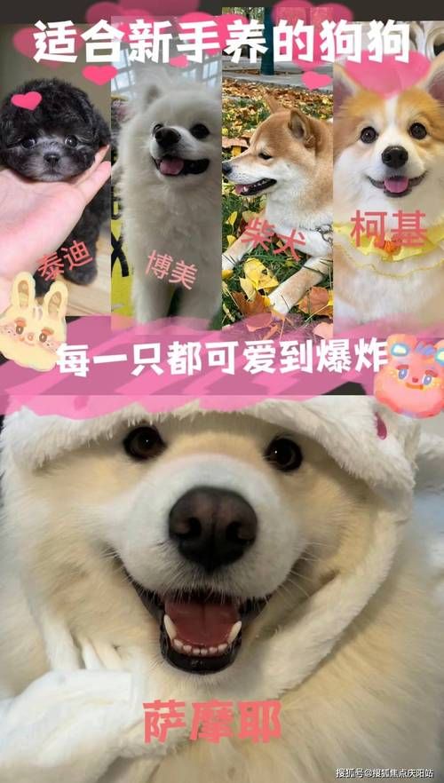 辽宁大连哪里卖宠物狗的多-大连卖狗的宠物市场