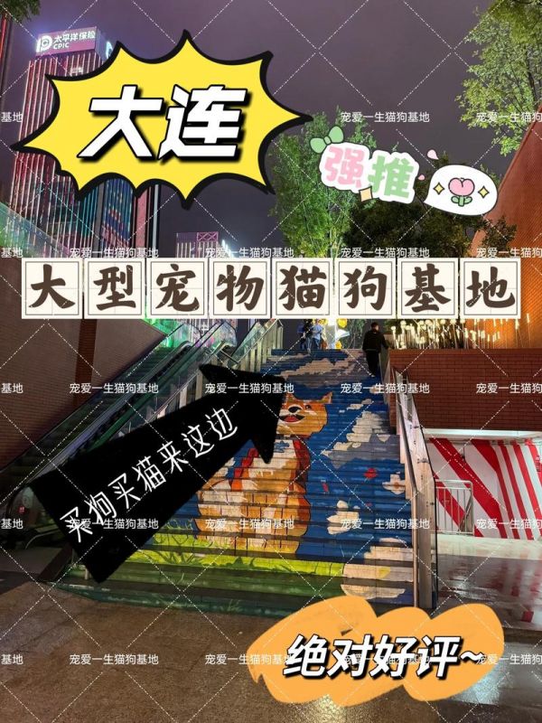 辽宁大连哪里卖宠物狗的多-大连卖狗的宠物市场