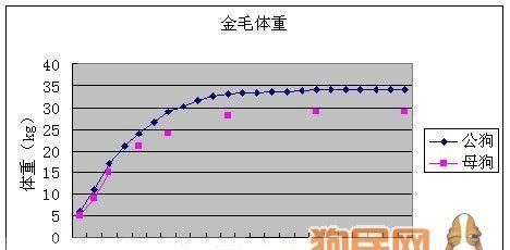 金毛犬的饮食需求与标准体重（金毛犬各个阶段的饮食指南及养护建议）