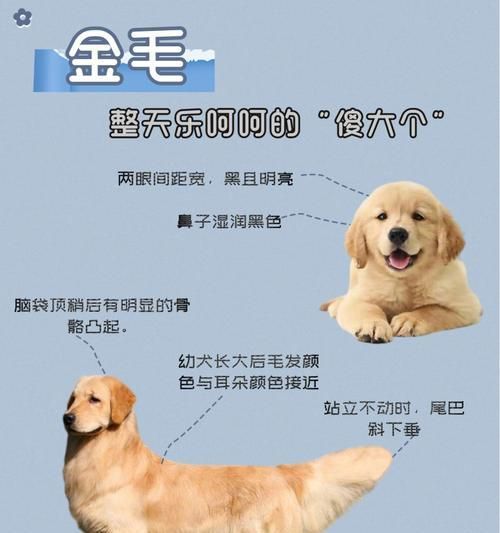 金毛犬的饮食需求与标准体重（金毛犬各个阶段的饮食指南及养护建议）