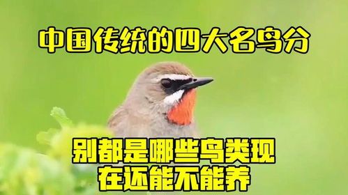 四大名鸟中,金丝雀最是宠物界珍品。