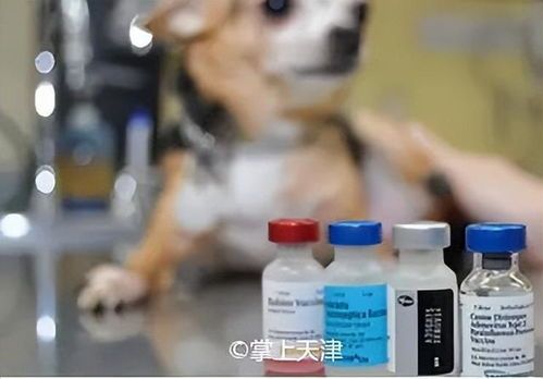 宠物疫苗五联疫苗,为什么能预防五种疾病?