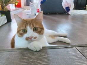 猫咪遗传学：揭秘宠物基因奥秘