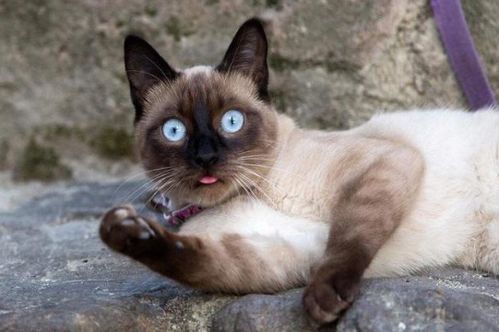 猫咪遗传学：揭秘宠物基因奥秘