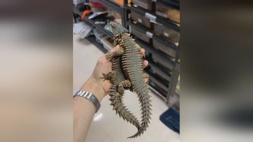 #爬宠 #异宠 #爬宠日常 #南非犰狳蜥 #巨型环尾蜥