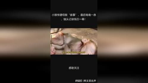 小猴惨遭母猴“家暴”，最后奄奄一息，镜头记录残忍一幕！