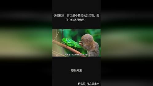 侏儒狨猴：体型最小的灵长类动物，握住它你就是佛祖！