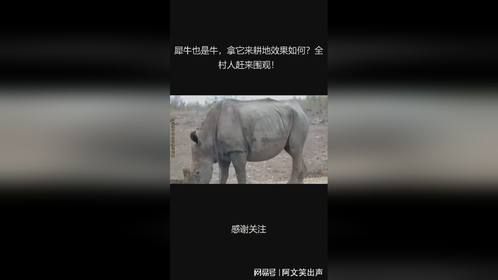 犀牛也是牛，拿它来耕地效果如何？全村人赶来围观！