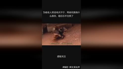 为啥老人常说鸡犬不宁，两者究竟有什么恩怨，看后忍不住笑了