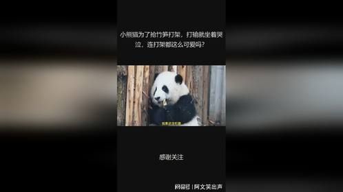 小熊猫为了抢竹笋打架，打输就坐着哭泣，连打架都这么可爱吗？