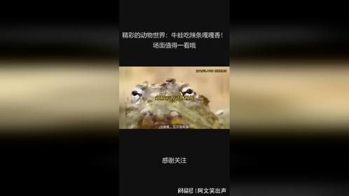 精彩的动物世界：牛蛙吃辣条嘎嘎香！场面值得一看哦
