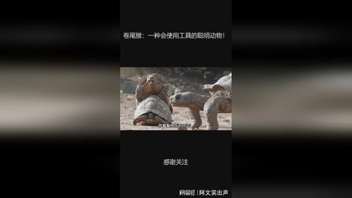卷尾猴：一种会使用工具的聪明动物！