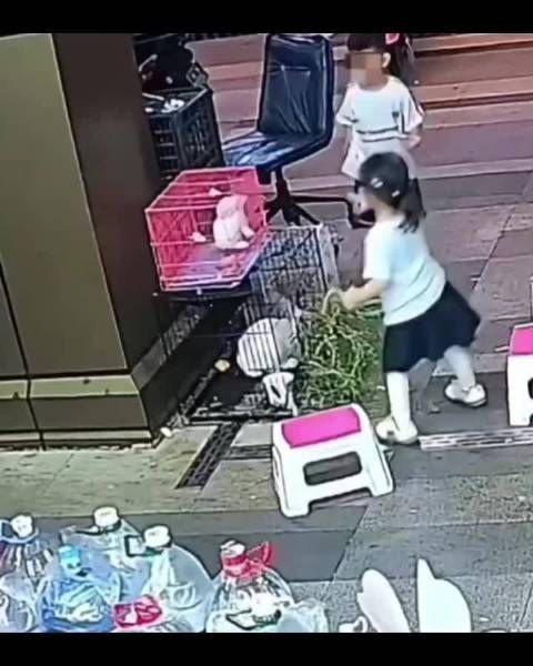 湖南两小孩踩死宠物鹦鹉家长赔偿200元并教育