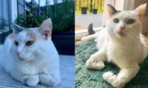 领养浪猫「每天折手手」超可爱!兽医一看竟是先天性疾病心碎了
