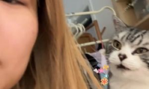 猫咪在女子背后蛐蛐她，女子一转头猫咪就变乖巧