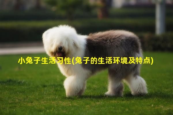 小兔子生活习性(兔子的生活环境及特点)